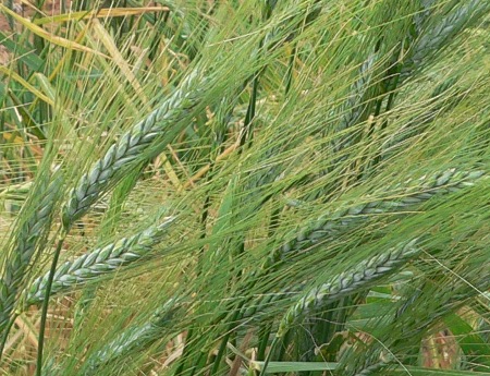 Bluestem